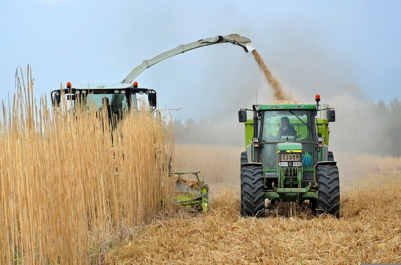 麦を収穫している画像